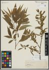 Foto von Salix alba L. x Salix fragilis L.